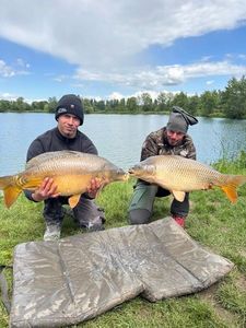 Mirror Carp