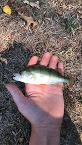 European Perch