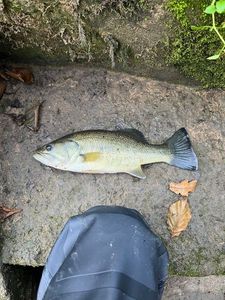 Largemouth Bass