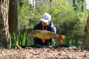 Common Carp