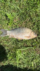 Crucian Carp