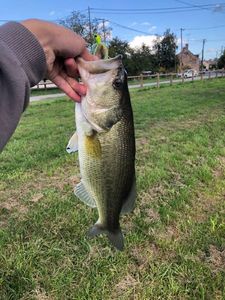 Largemouth Bass