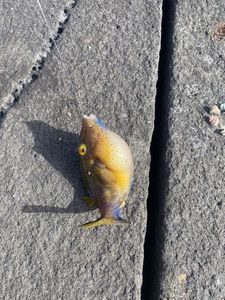 Poisson Globe