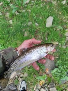 Brown Trout