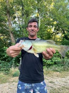 Largemouth Bass