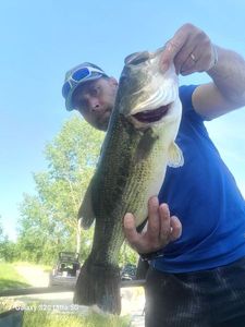 Largemouth Bass