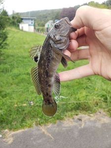 Round Goby