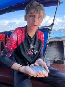 Japanese Jack Mackerel