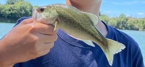 Largemouth Bass