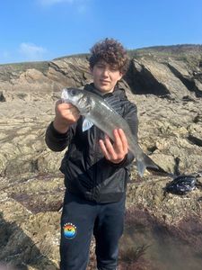 European Bass (Seabass)