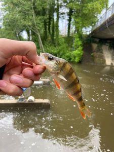 European Perch