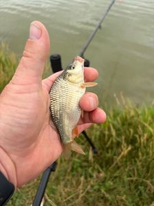 Crucian Carp
