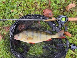 European Perch