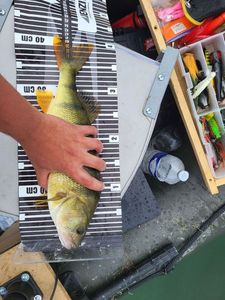European Perch