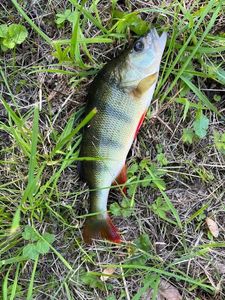 European Perch