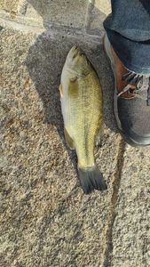Largemouth Bass