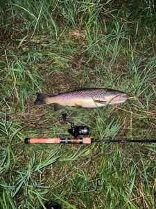 Brown Trout