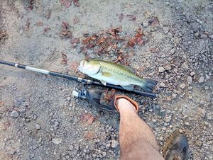 Largemouth Bass