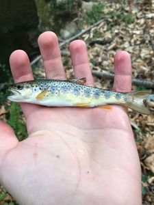 Brown Trout
