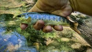 Brown Trout