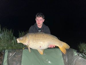 Common Carp