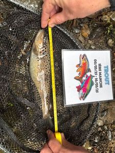 Brown Trout
