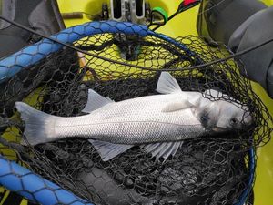 European Bass (Seabass)