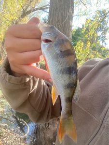European Perch
