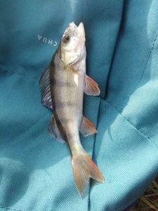 European Perch