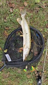 Northern Pike