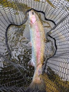 Rainbow Trout