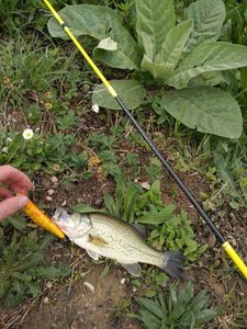 Largemouth Bass
