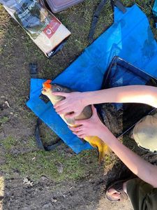 Mirror Carp