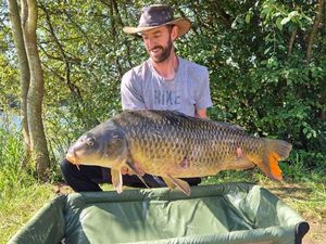 Common Carp