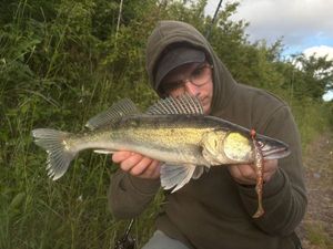 Zander