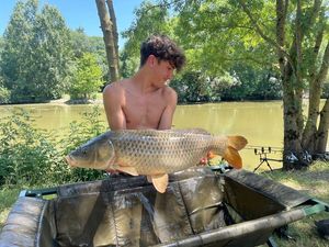Common Carp