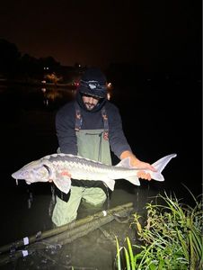 Danube Sturgeon
