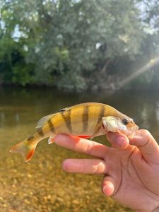 European Perch