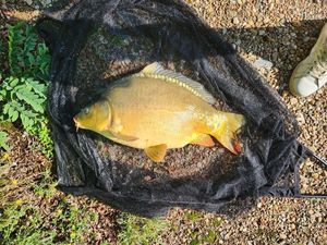 Mirror Carp