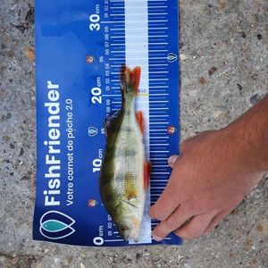 European Perch