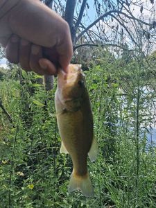 Largemouth Bass