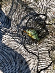 Green Sunfish