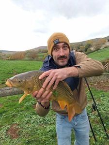 Common Carp