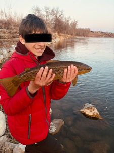 Brown Trout