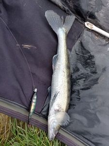 Zander