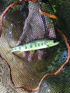 Atlantic Salmon (Juvenile)