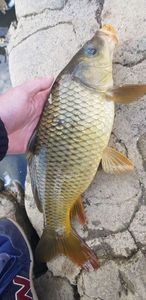 Common Carp