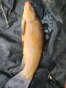 Tench