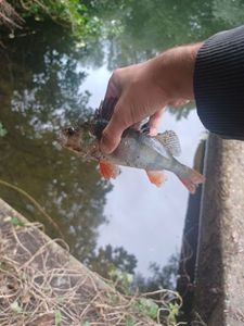 European Perch