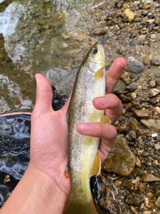 Brown Trout